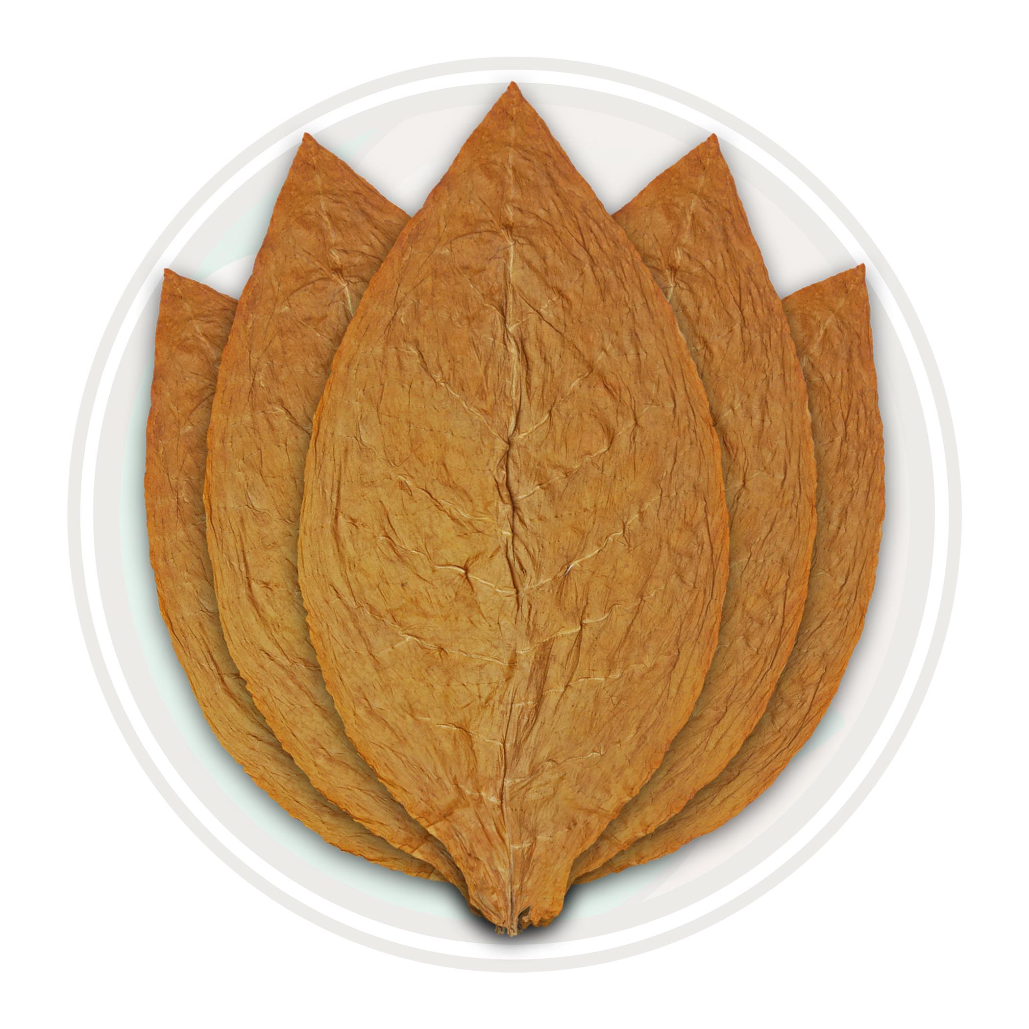 Connecticut Shade Cigar Wrapper Tobacco Leaf